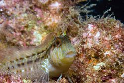 Seaweed Blenny? Taken on the wreck of the Gill off the No... by Michael Shope 